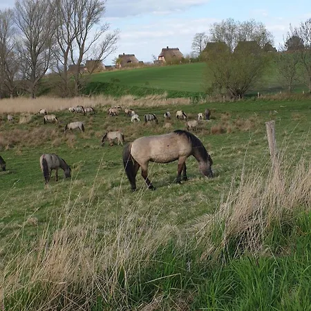 Reetdorf Geltinger Birk Künstlerkate Windstille * Nieby (Nieby, Schleswig-Flensburg)